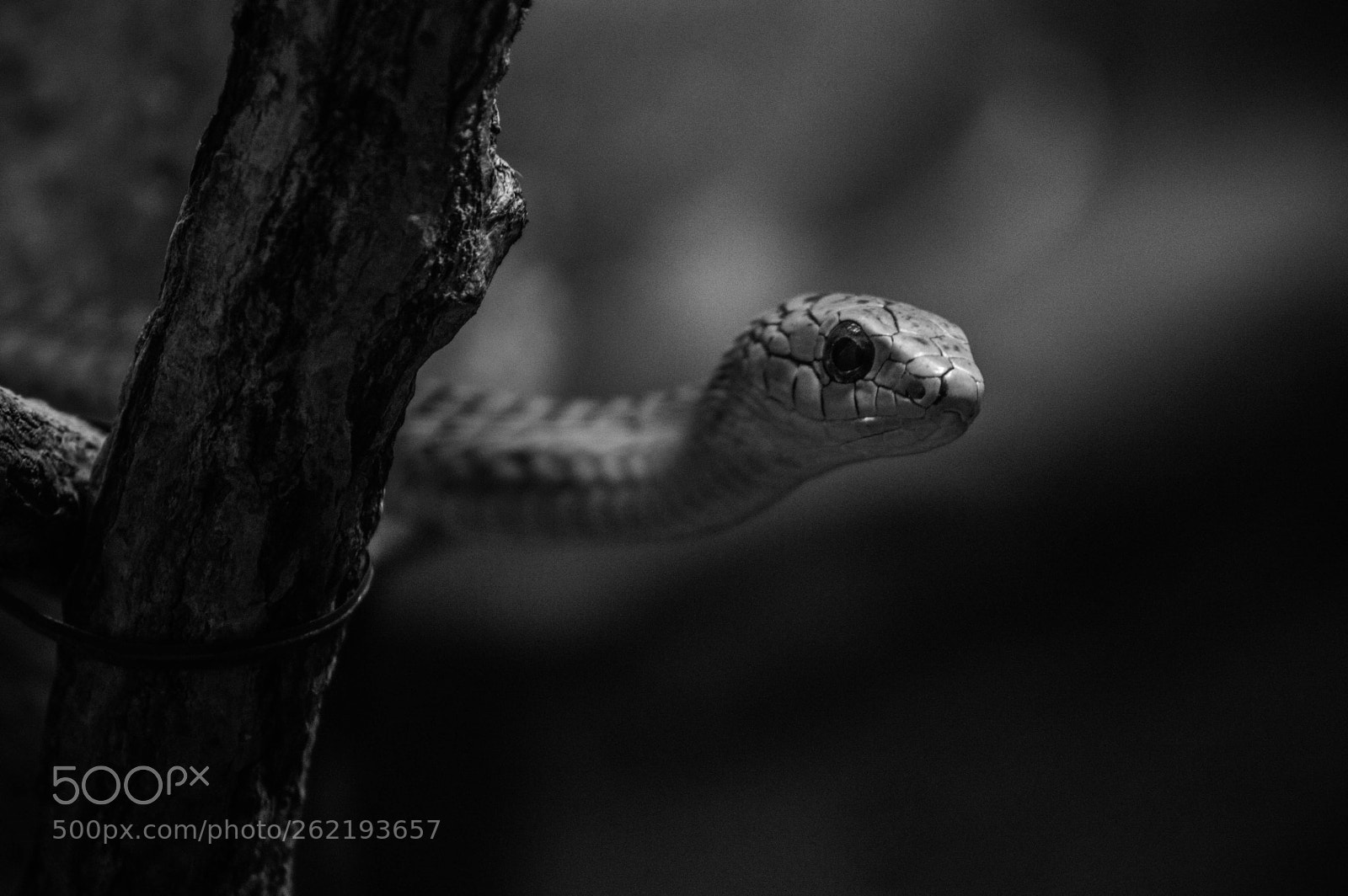 Nikon D3200 sample photo. Snake in the branch photography