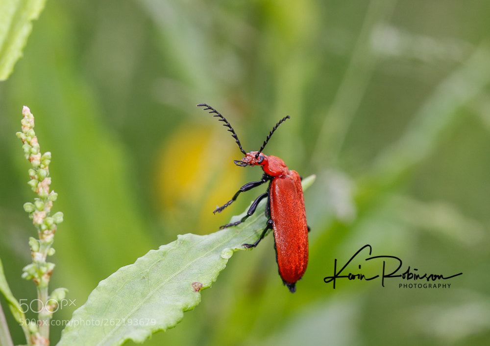 Canon EOS 7D Mark II sample photo. Dm photography
