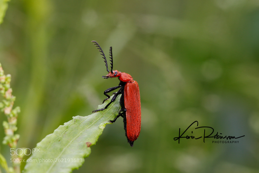 Canon EOS 7D Mark II sample photo. Dm photography
