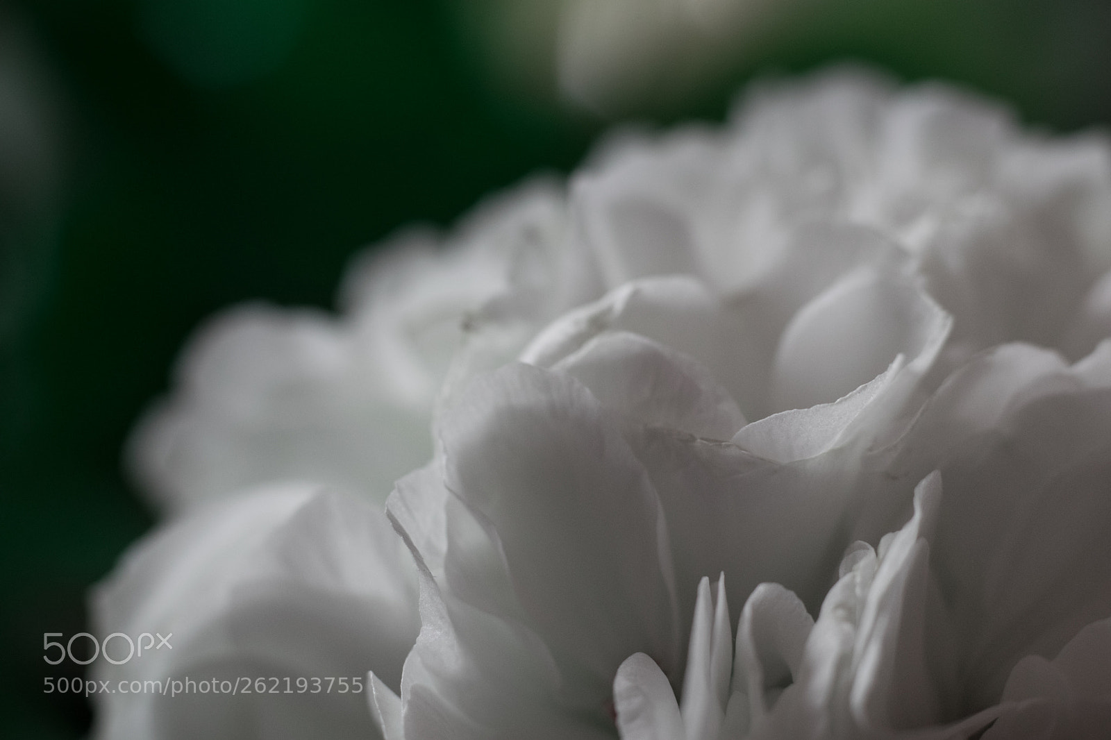 Nikon D3300 sample photo. White flower photography