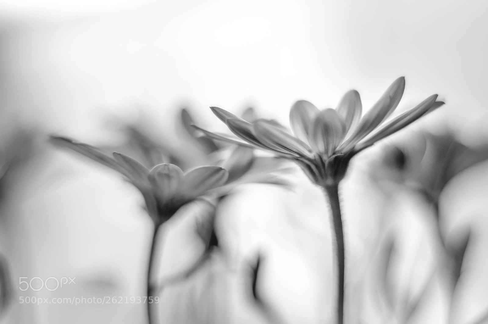 Nikon D90 sample photo. African daisy photography