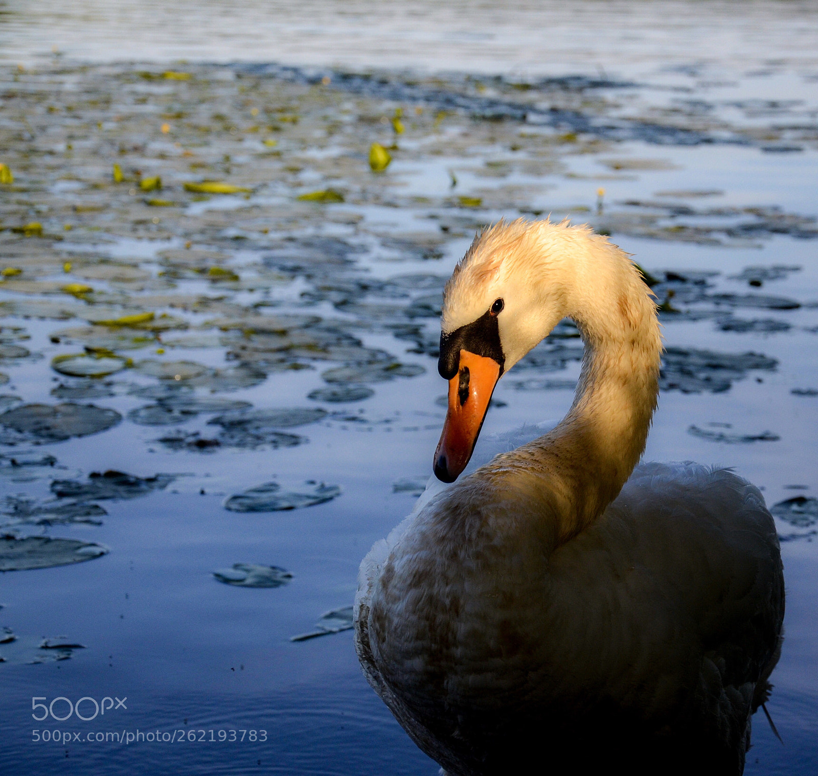Nikon D7000 sample photo. Swan photography