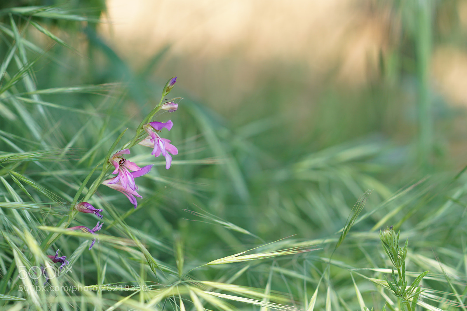 Sony Sonnar T* 135mm F1.8 ZA sample photo. Fine et claire photography