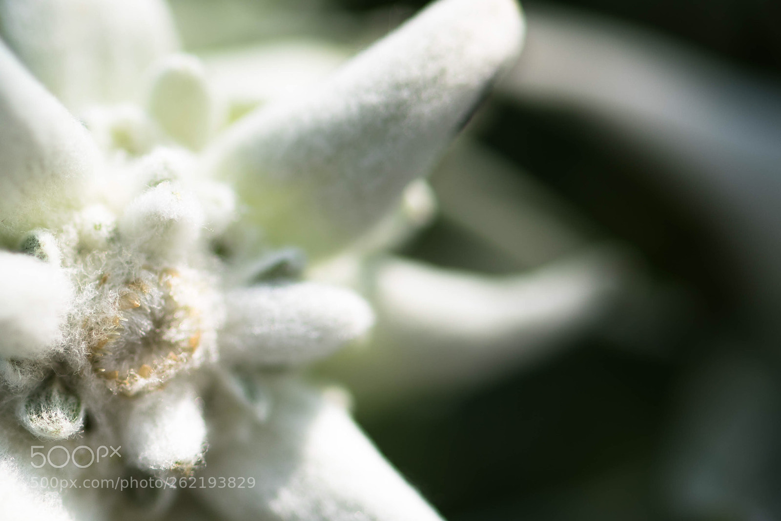 Nikon D750 sample photo. Edelweiss  photography