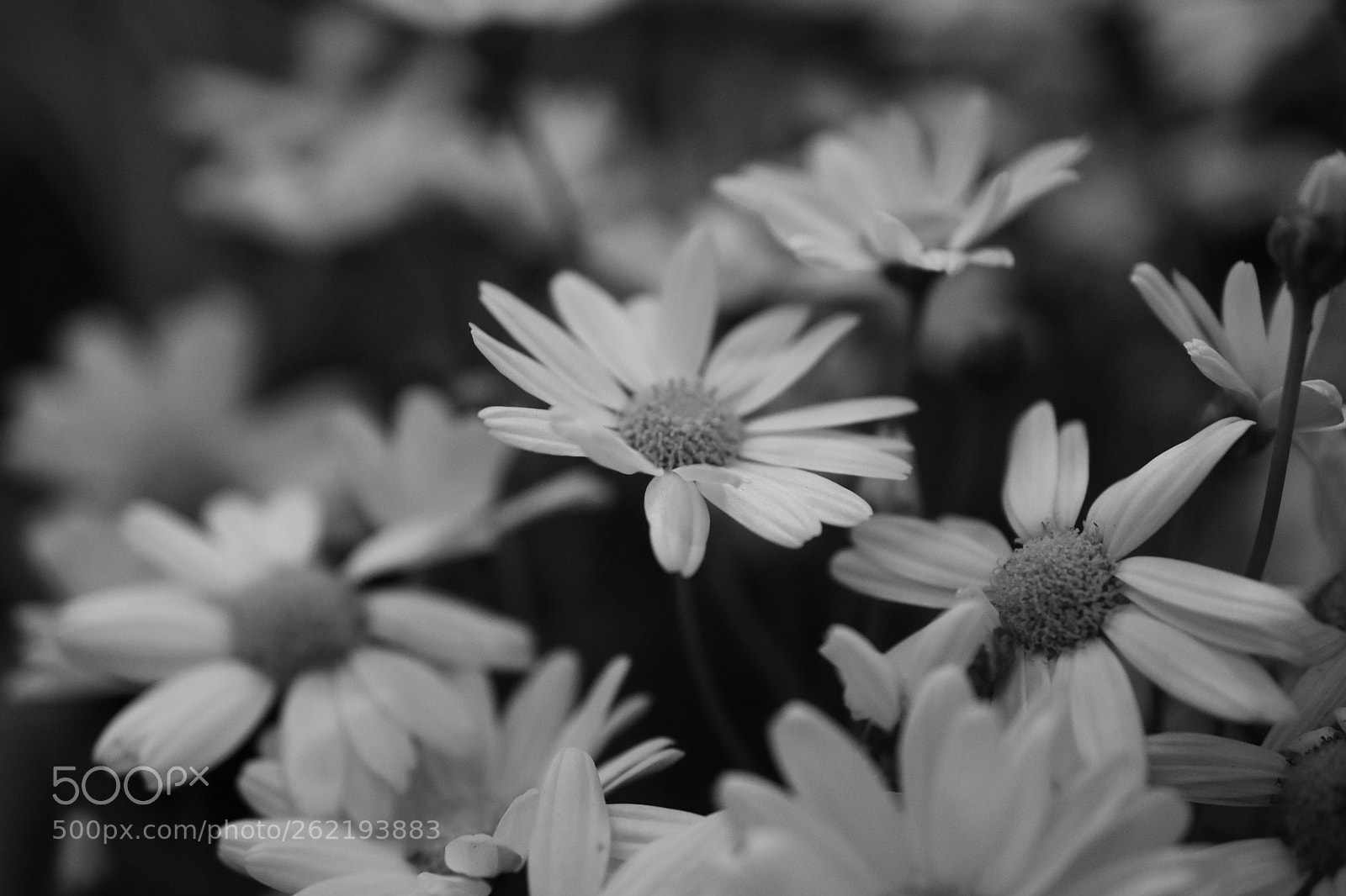 Nikon D3400 sample photo. Garden bed in grey photography