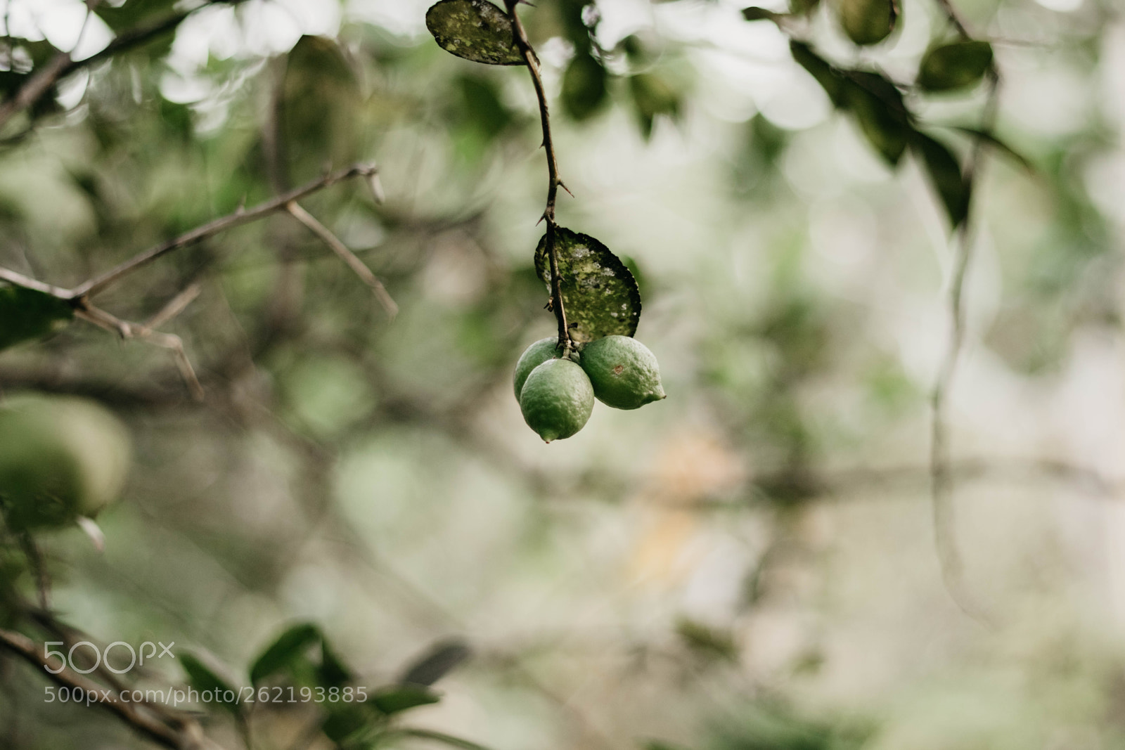 Canon EOS 77D (EOS 9000D / EOS 770D) sample photo. Lemon or lime? photography