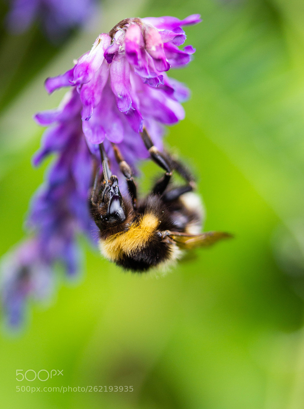Canon EOS 600D (Rebel EOS T3i / EOS Kiss X5) sample photo. Bee feeding photography