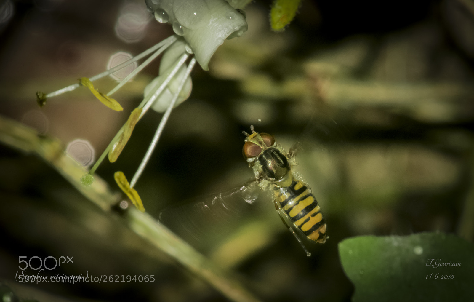 Nikon D5300 sample photo. Small band glider syrphus photography