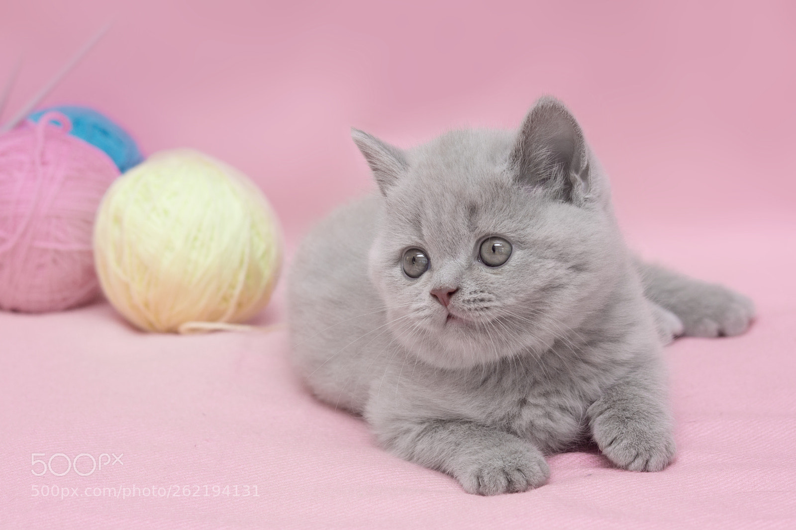 Sony SLT-A77 sample photo. Kittens photography
