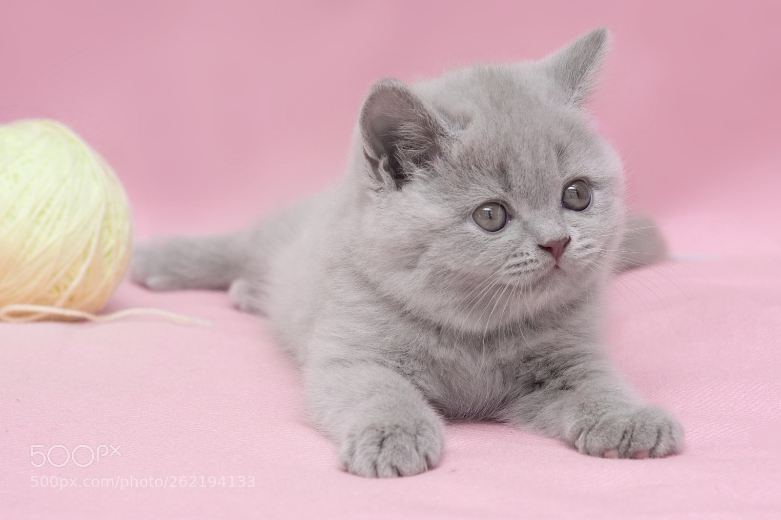 Sony SLT-A77 sample photo. Kittens photography