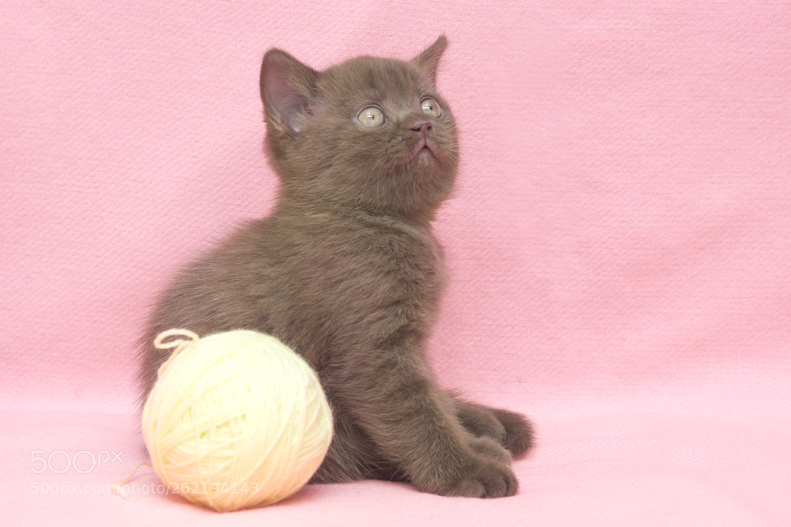 Sony SLT-A77 sample photo. Kittens photography