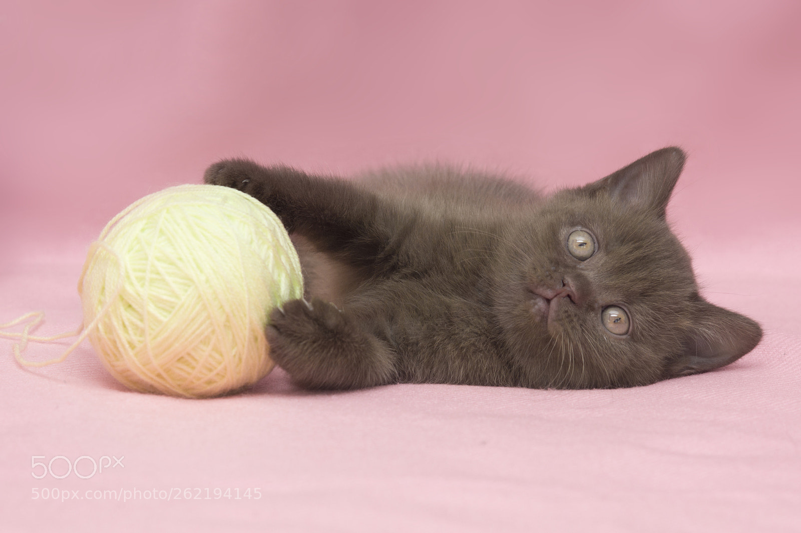 Sony SLT-A77 sample photo. Kittens photography