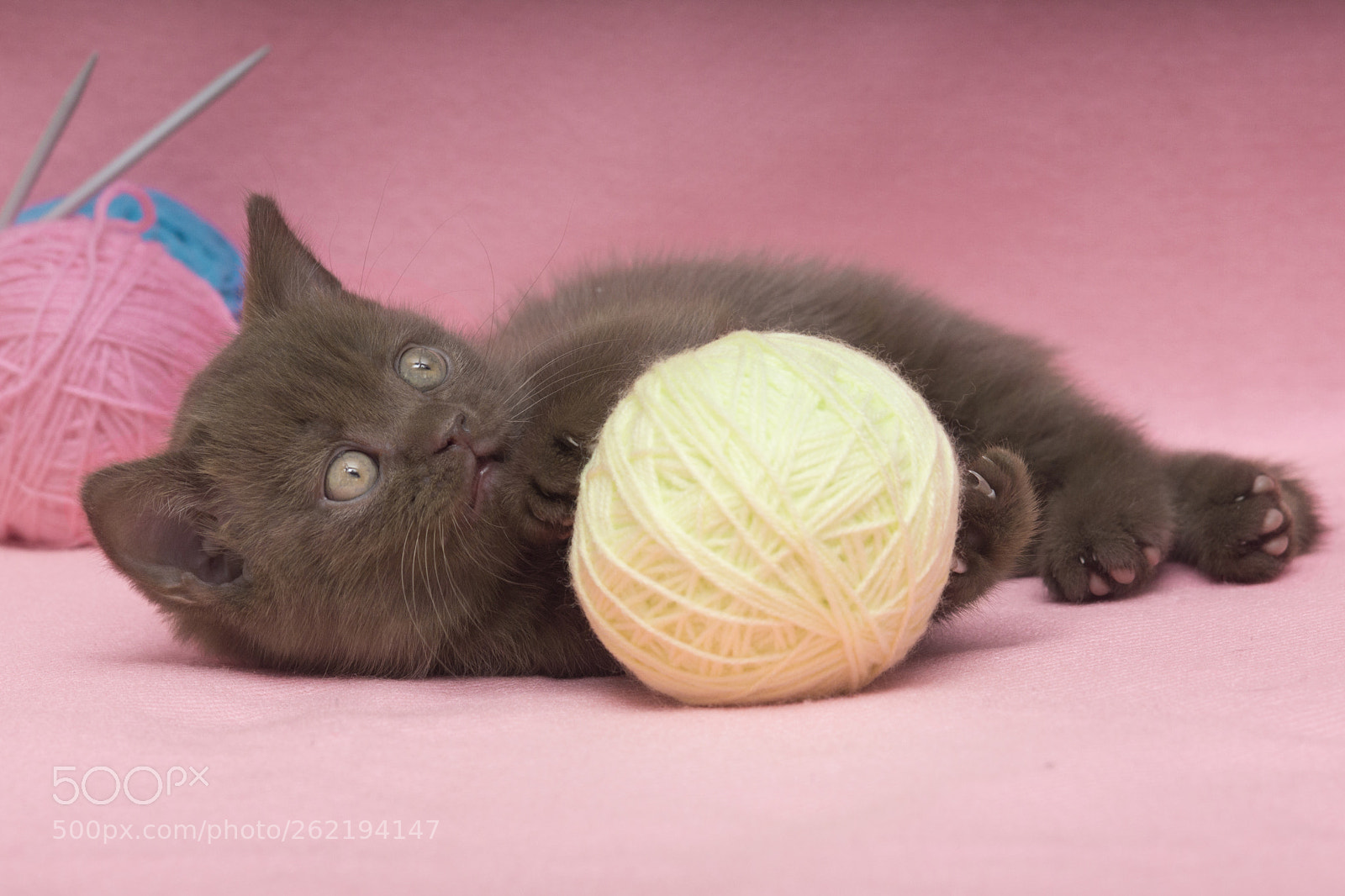 Sony SLT-A77 sample photo. Kittens photography