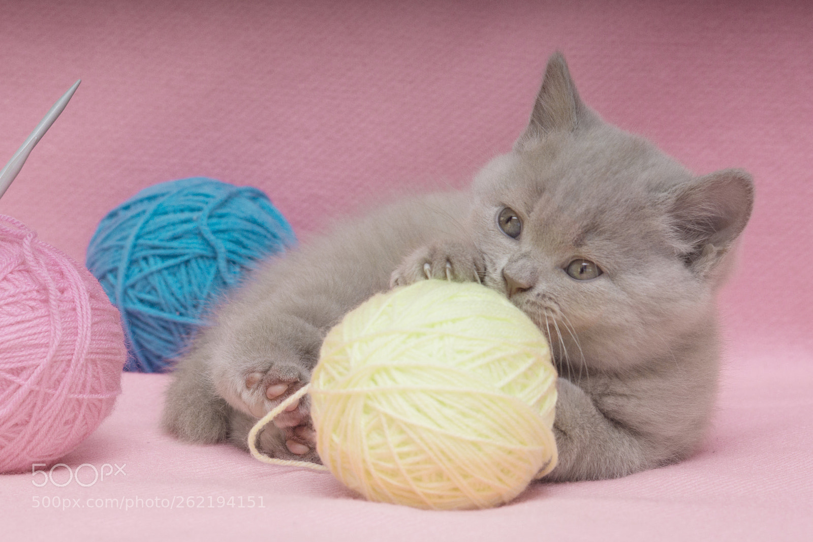 Sony SLT-A77 sample photo. Kittens photography