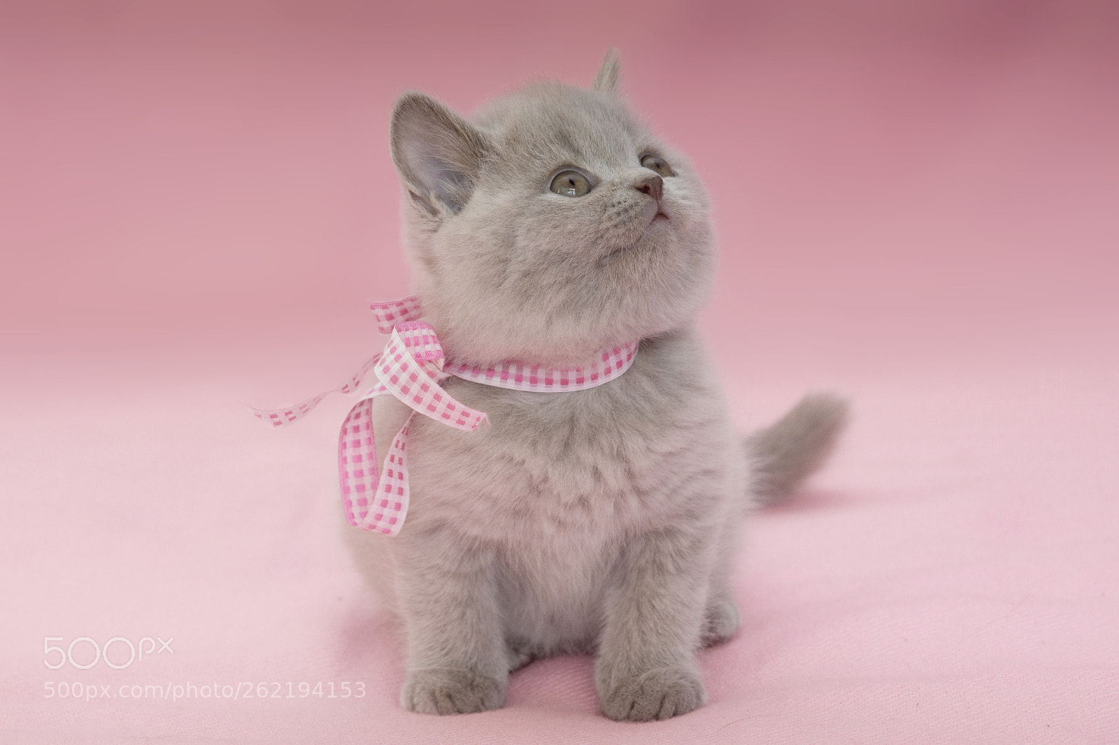 Sony SLT-A77 sample photo. Kittens photography