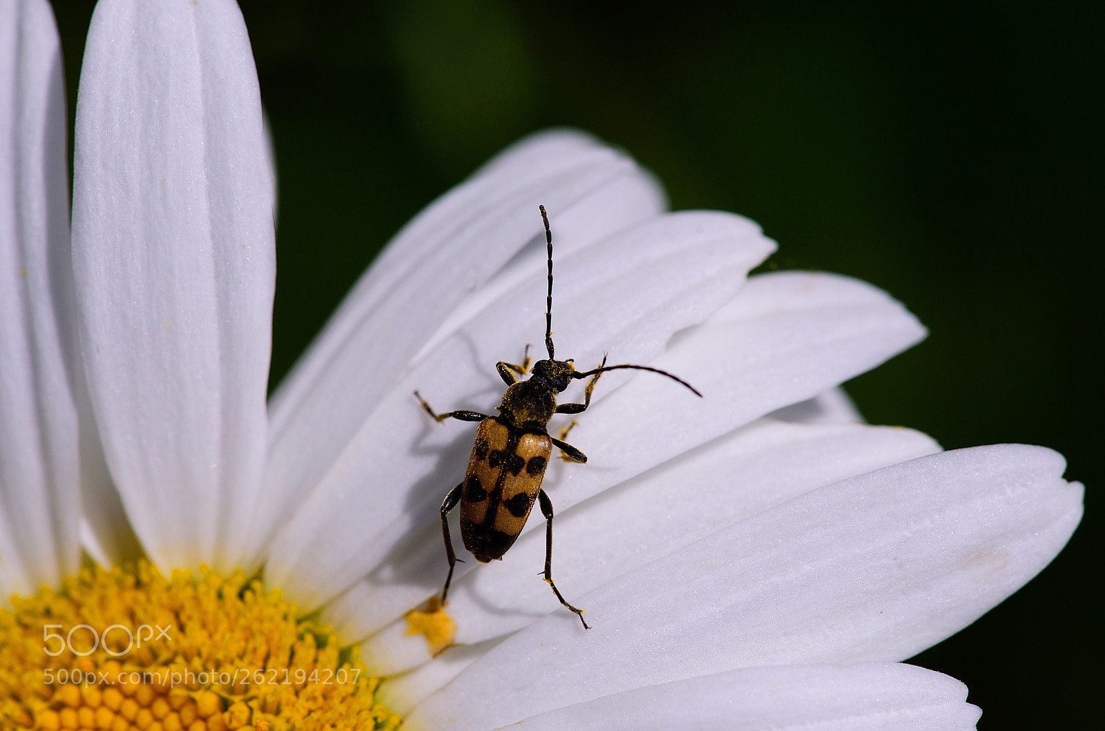 Nikon D750 sample photo. ((________)) photography