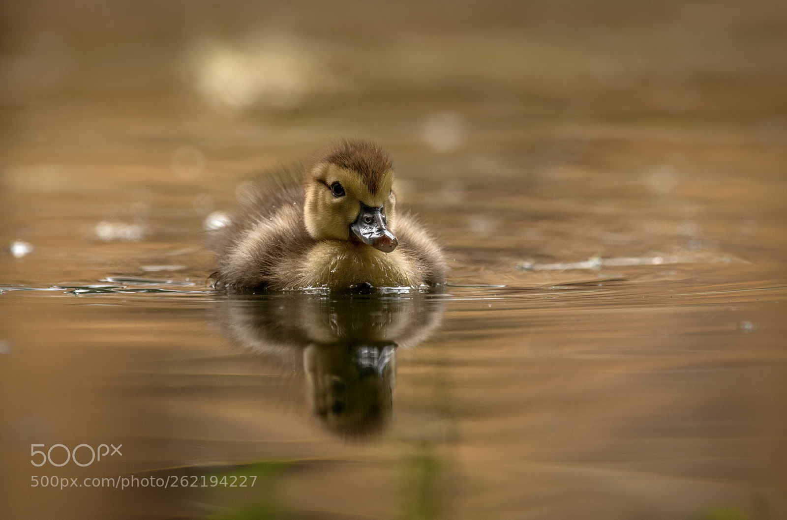 Canon EOS 5D Mark IV sample photo. Small duck photography