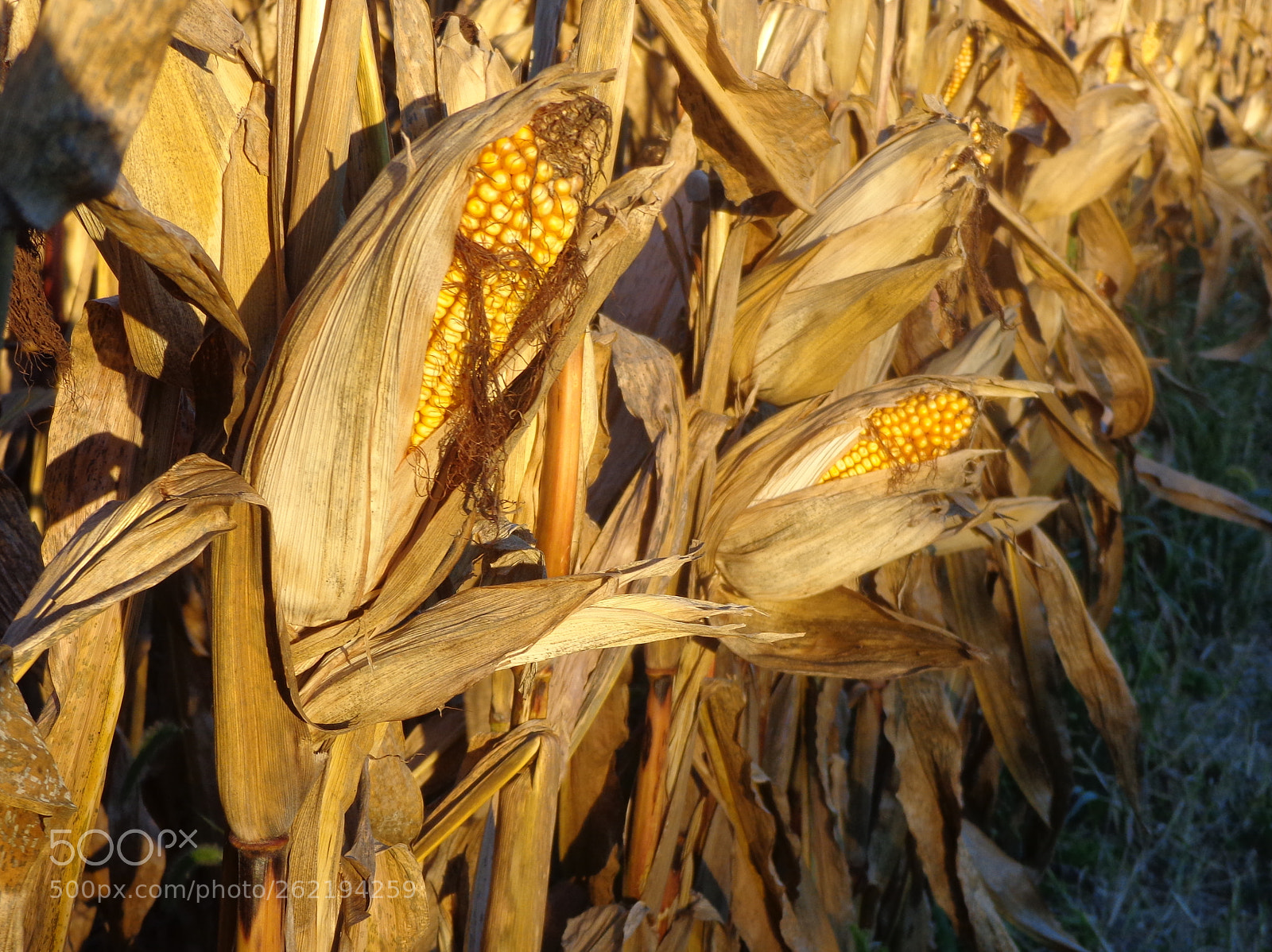 Sony Cyber-shot DSC-H90 sample photo. Corn field at harvest photography