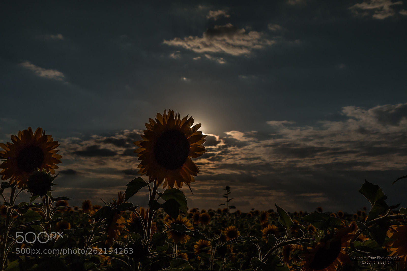Canon EOS 70D sample photo. Sunflowers in the dark ... photography