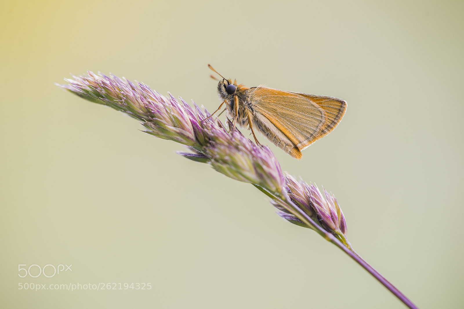 Nikon D610 sample photo. Skipper photography