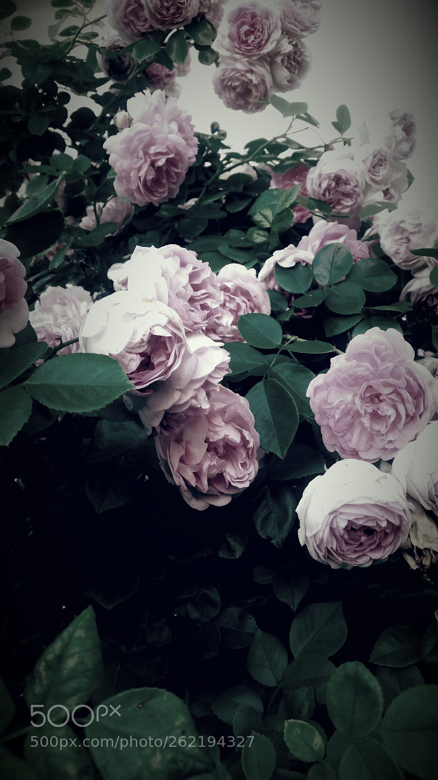 Samsung Galaxy S5 sample photo. A dream. .. photography
