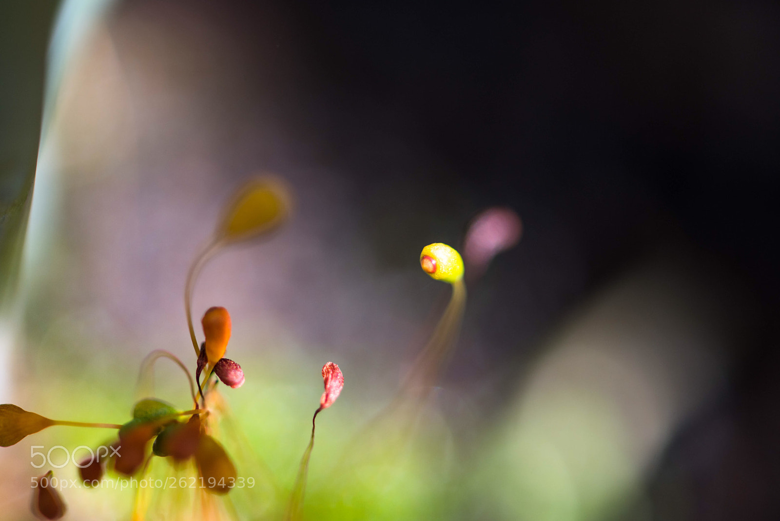 Nikon D750 sample photo. Untitled photography