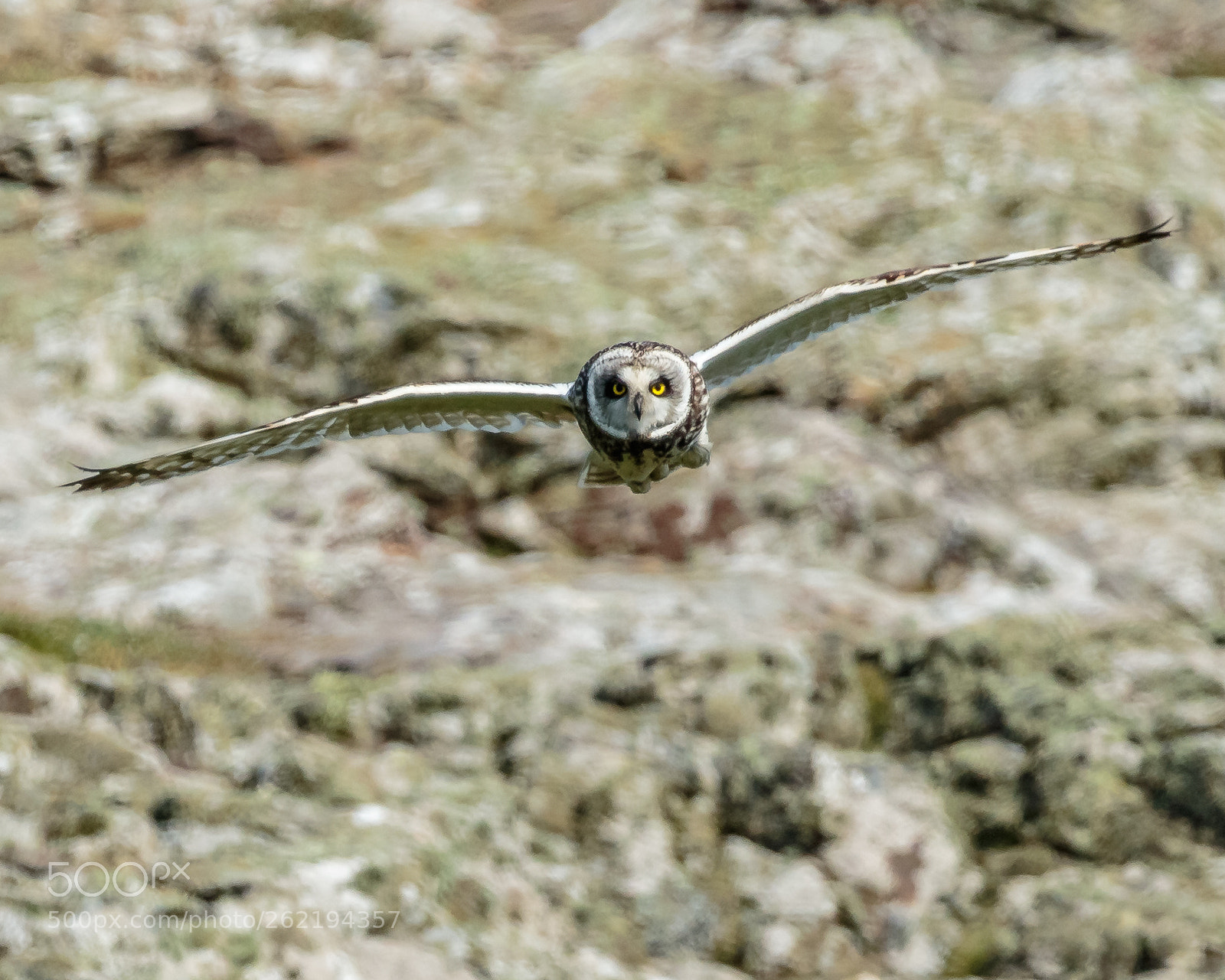 Canon EOS 7D Mark II sample photo. Short-eared owl  hunting photography