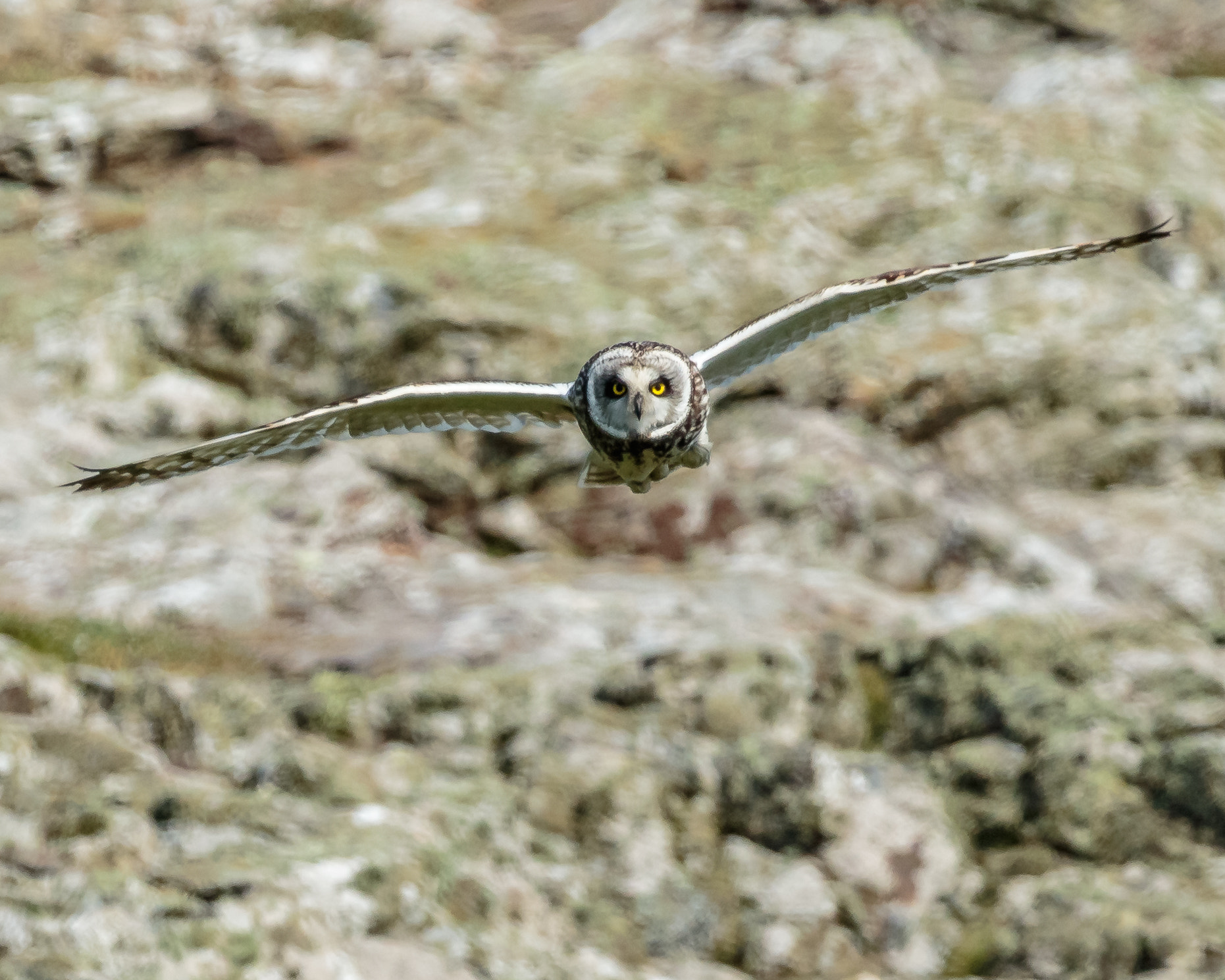 Short-eared Owl Hunting