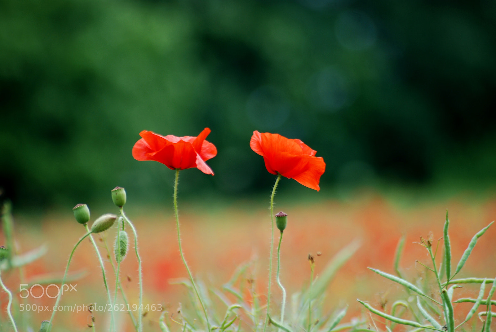 Sigma 70-300mm F4-5.6 APO Macro Super II sample photo. Maczki photography