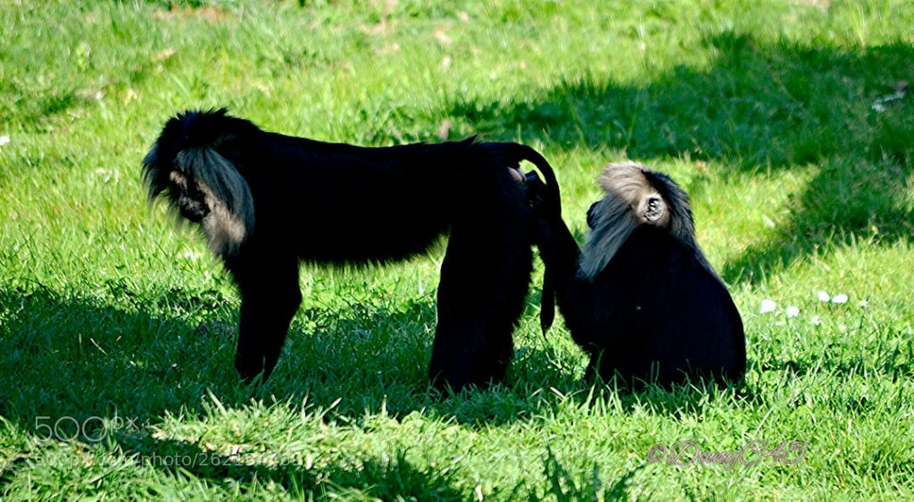 Nikon D5100 sample photo. Zoo de beauval 5 photography