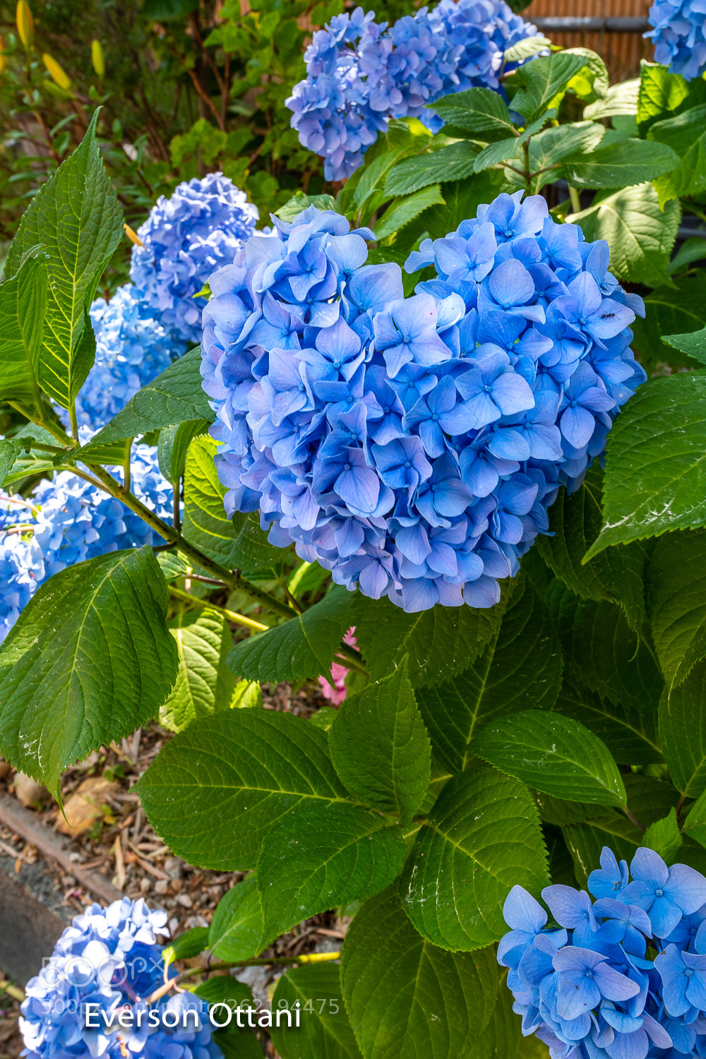 Nikon D500 sample photo. Petals photography