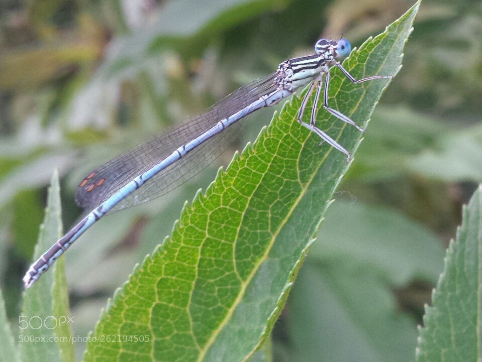 Samsung Galaxy S4 sample photo. Untitled photography