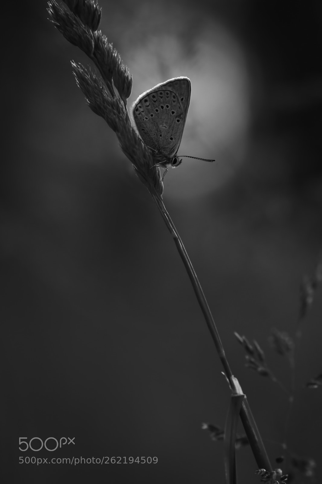 Nikon D7200 sample photo. Evening butterfly photography
