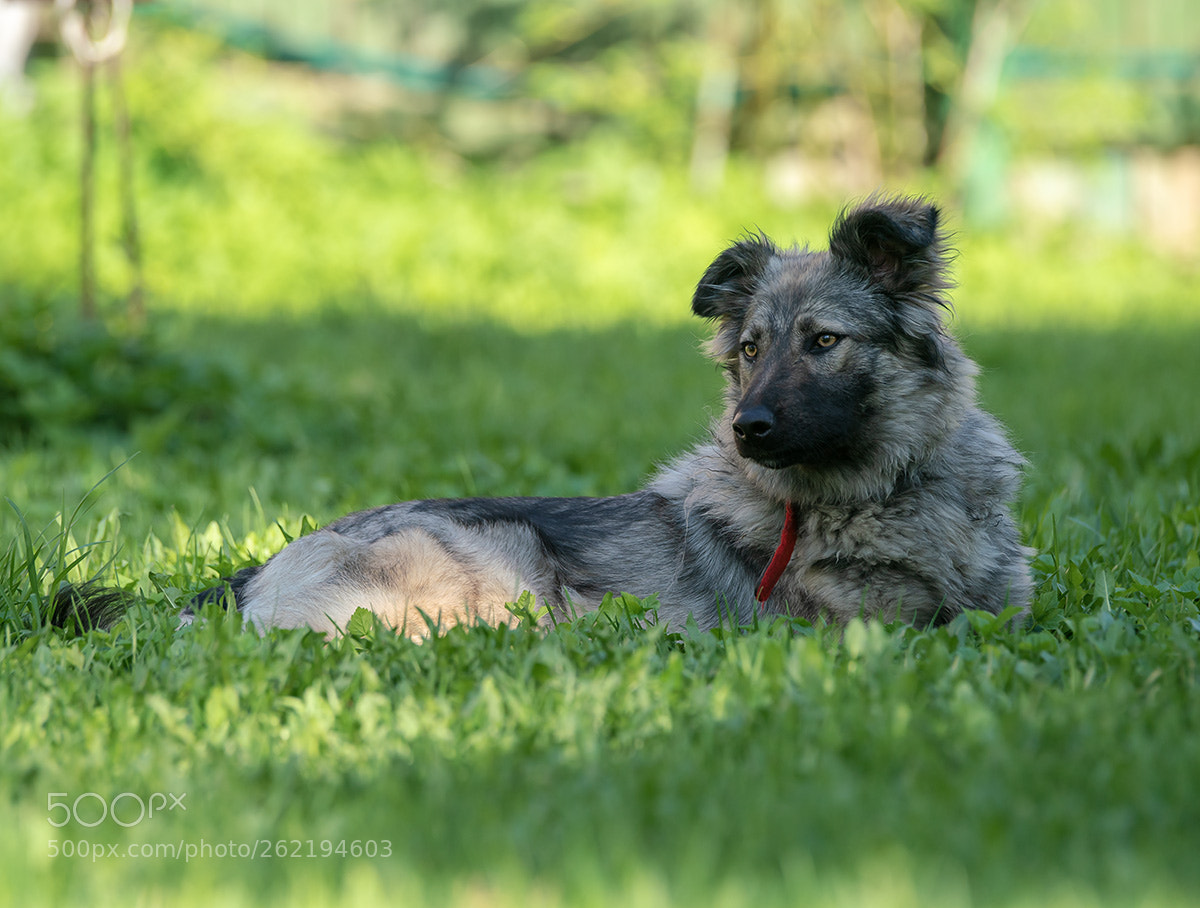 Sony a99 II sample photo. 01417.jpg photography
