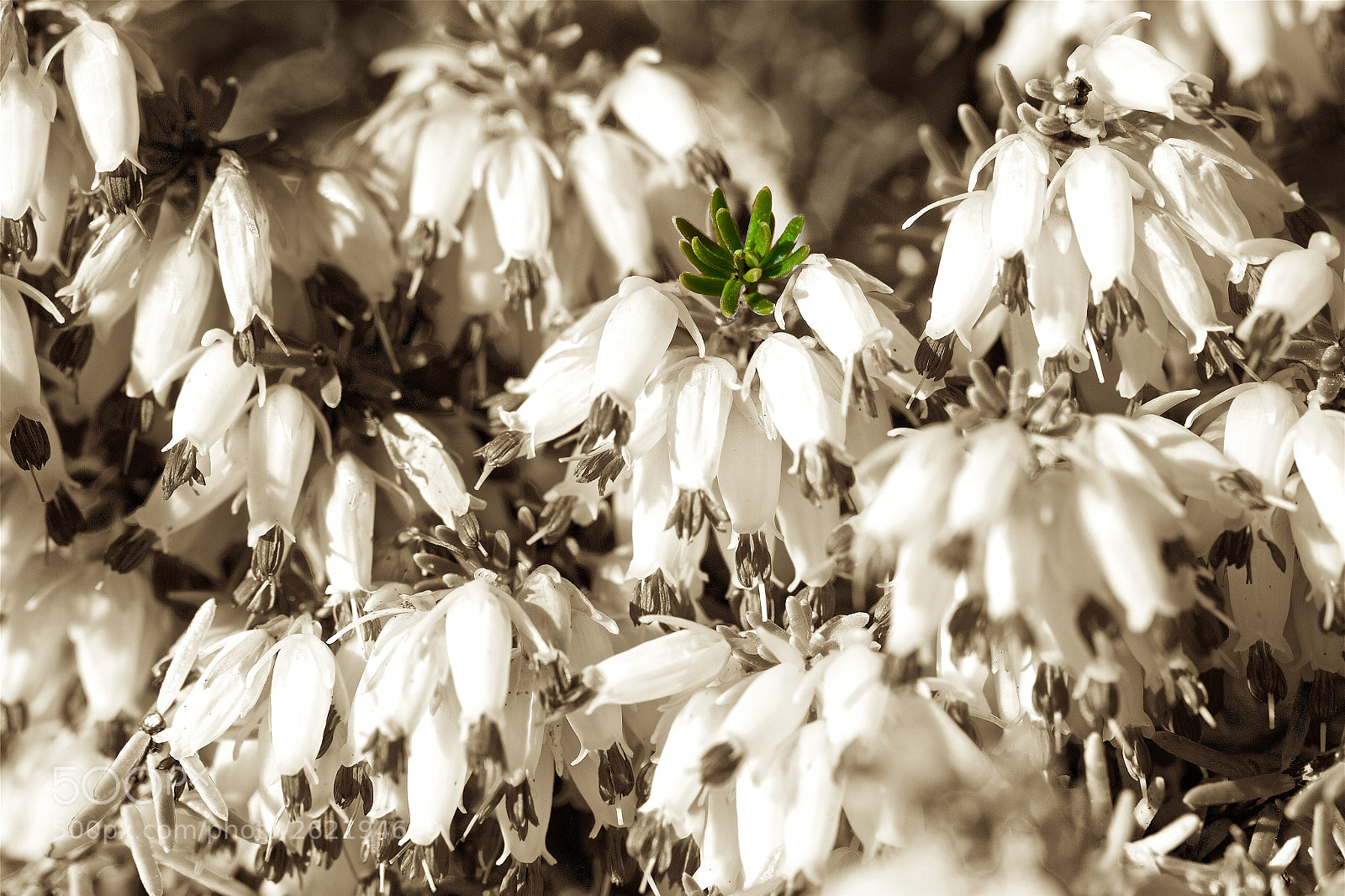 Canon EOS 6D sample photo. Green crown photography