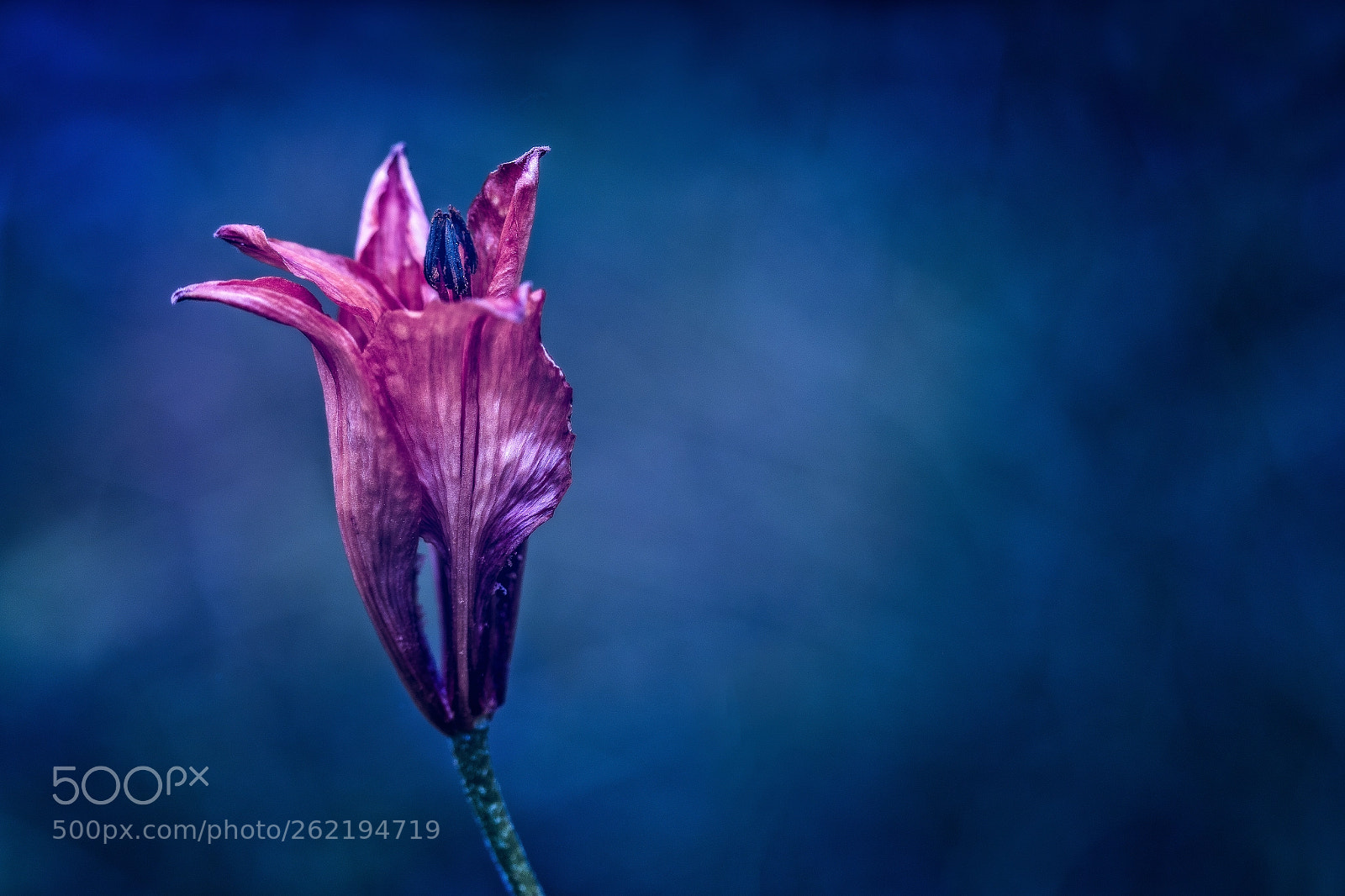 Canon EOS 7D Mark II sample photo. Flower on blue background photography