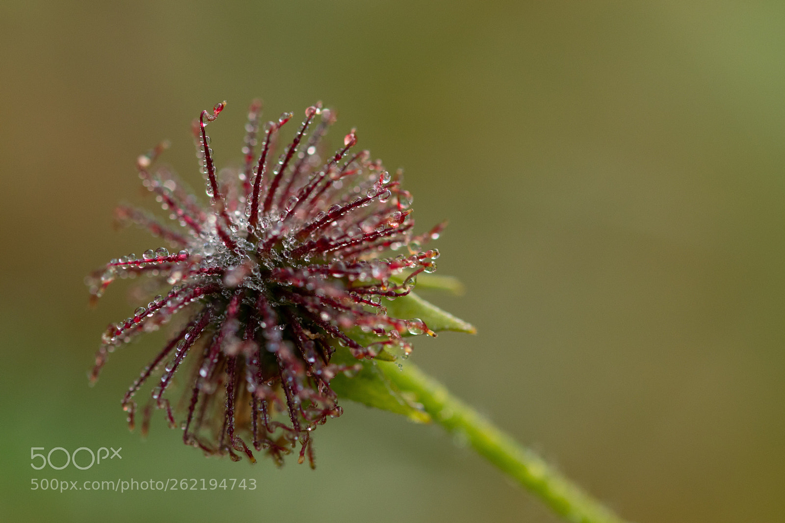 Canon EOS 77D (EOS 9000D / EOS 770D) sample photo. H2o vi photography