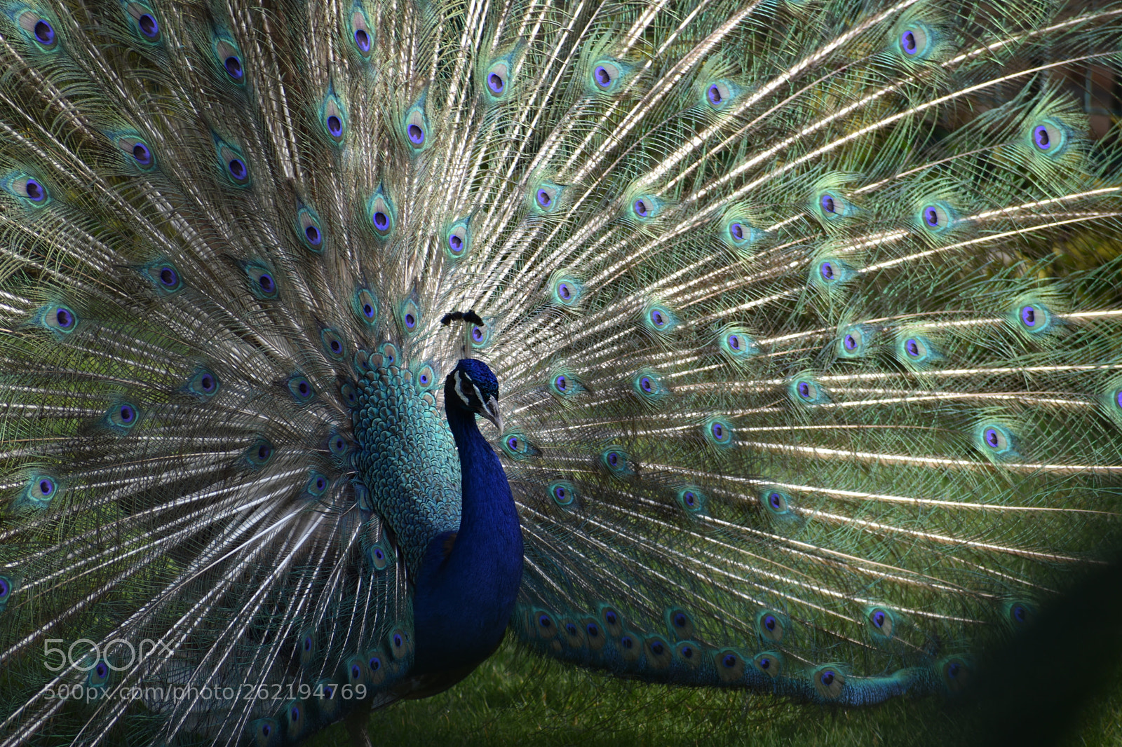 Nikon D5500 sample photo. Peacock photography