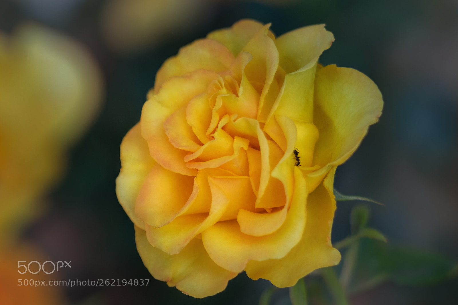 Fujifilm X-T10 sample photo. роза желтая photography
