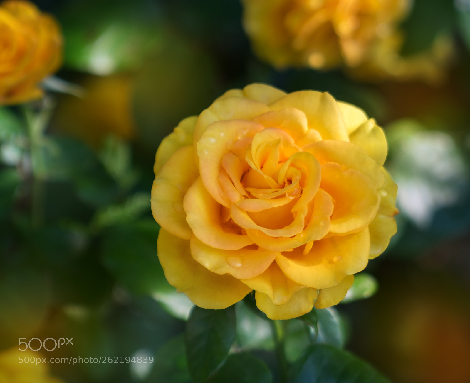 Fujifilm X-T10 sample photo. Роза желтая photography