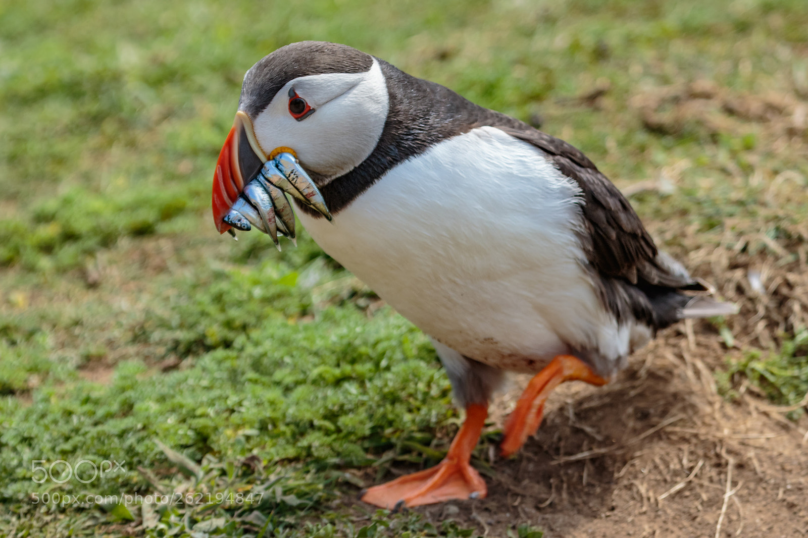 Canon EOS 7D Mark II sample photo. Atlantic puffin photography