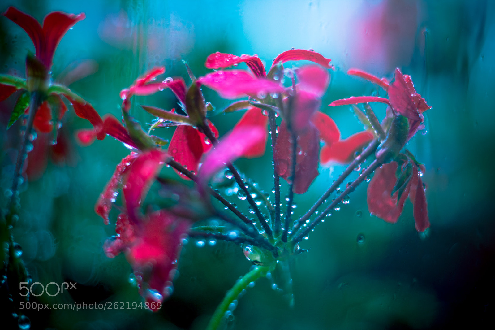 Canon EOS 600D (Rebel EOS T3i / EOS Kiss X5) sample photo. Flower in rain photography