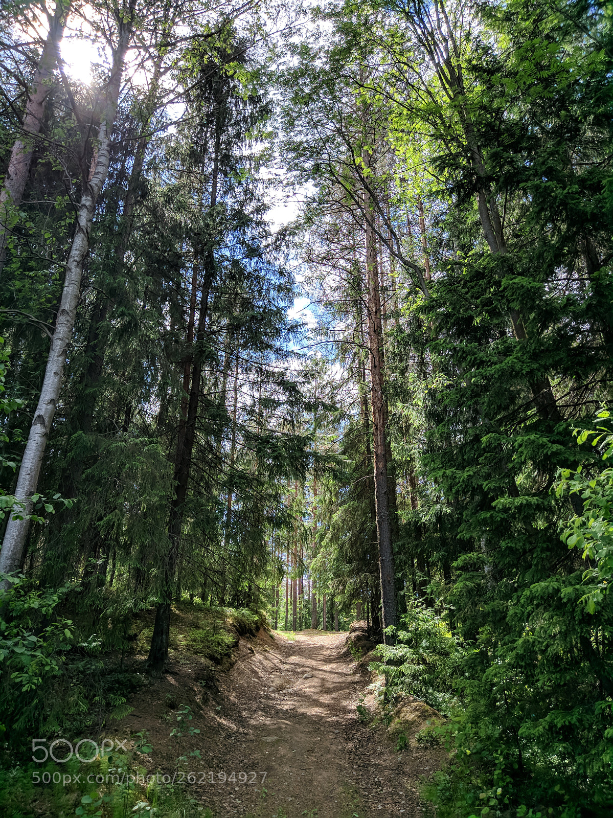 Xiaomi MI 5s sample photo. Forest photography
