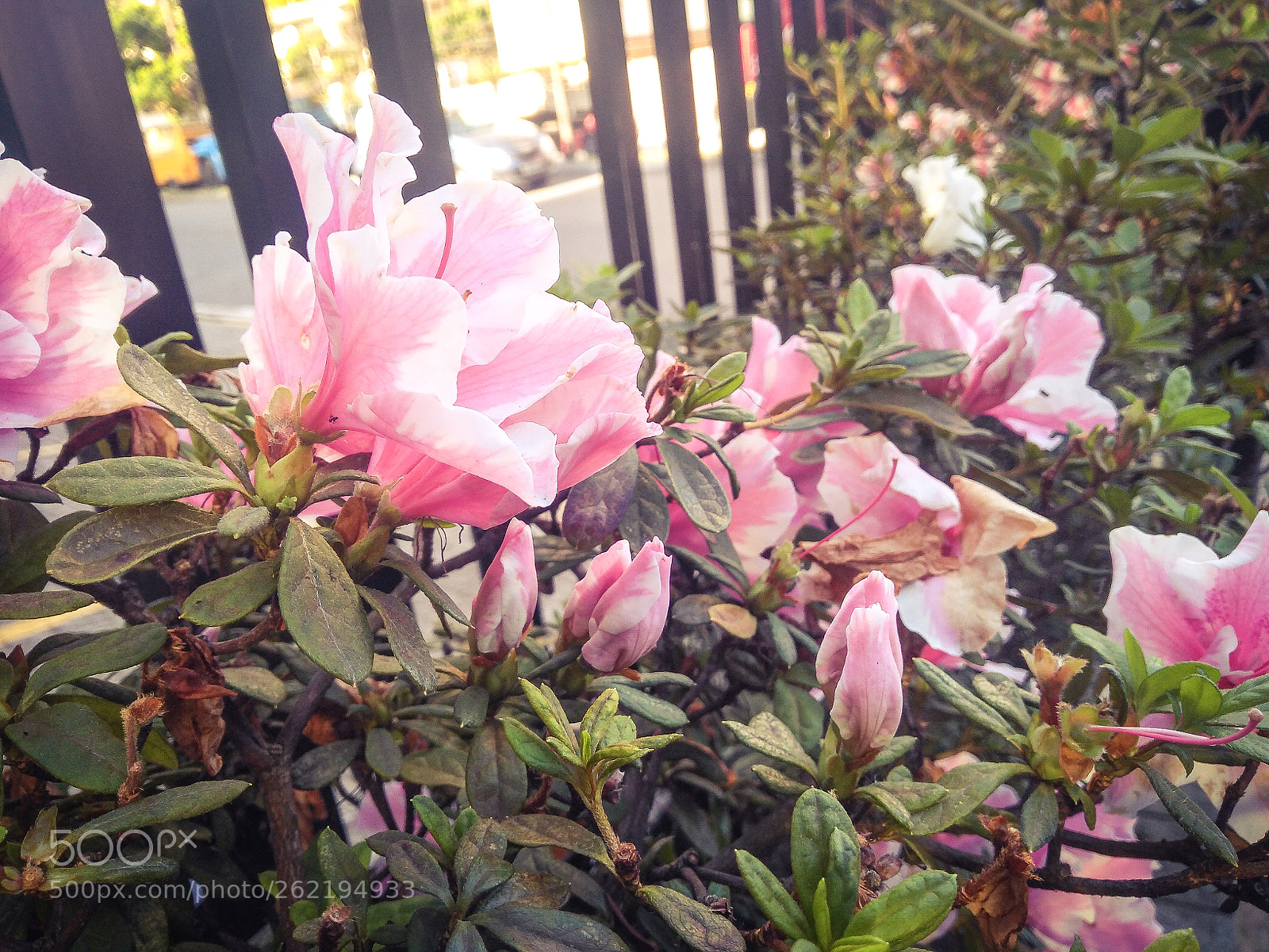 Motorola Moto G (5S) Plus sample photo. City garden photography