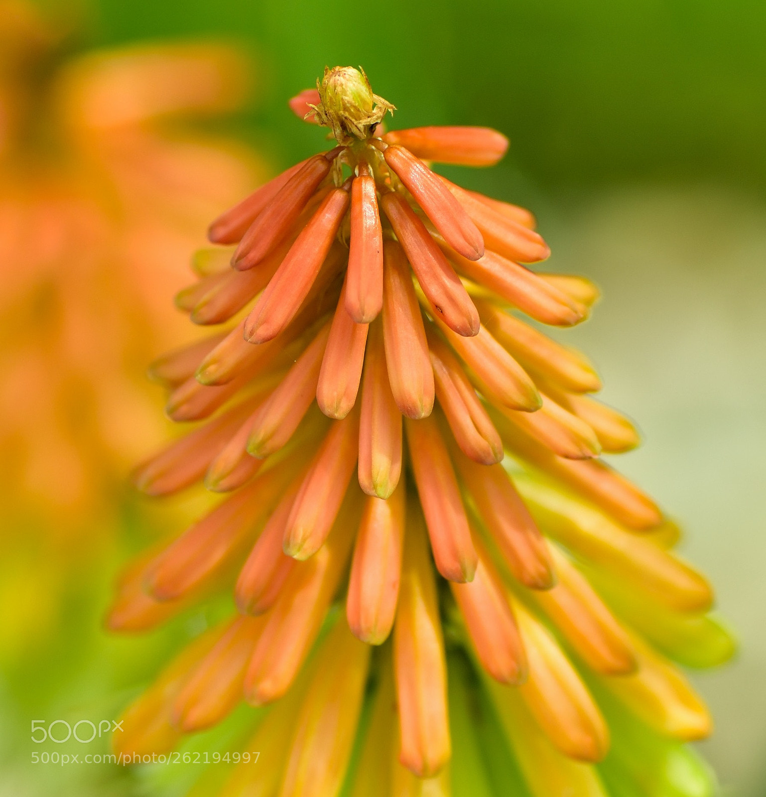 Nikon D750 sample photo. Torch lily photography