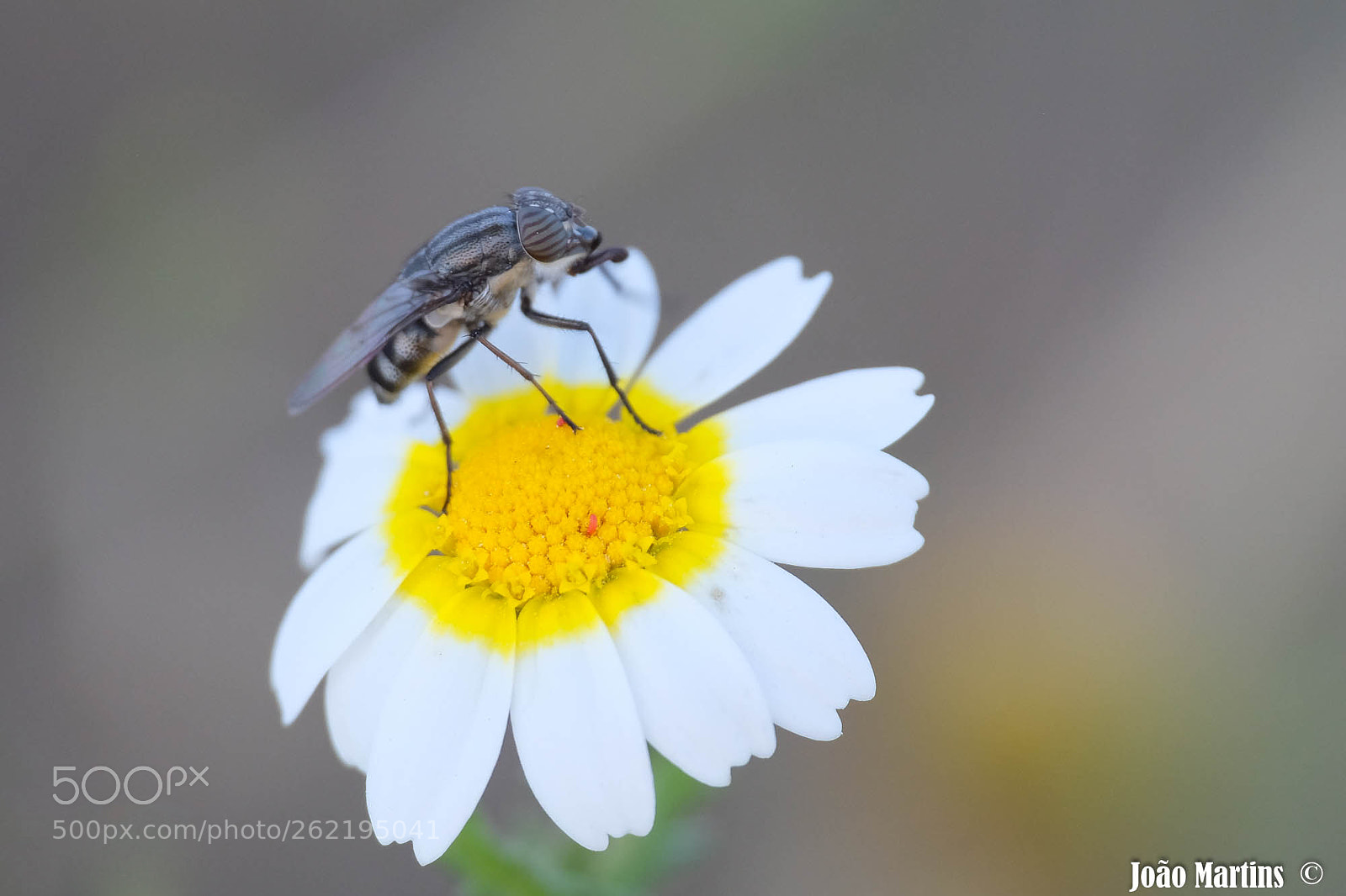 Fujifilm X-T1 sample photo. Fly photography