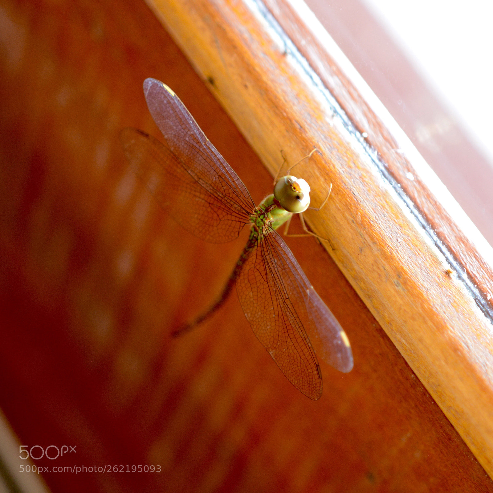 Nikon D7100 sample photo. Untitled photography