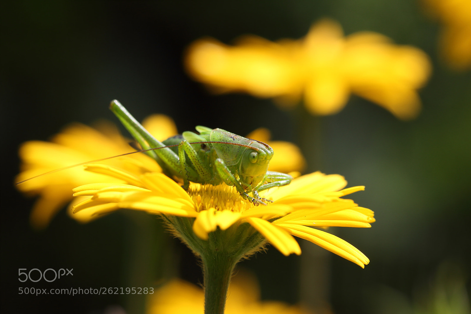 Canon EOS 60D sample photo. Heupferd photography