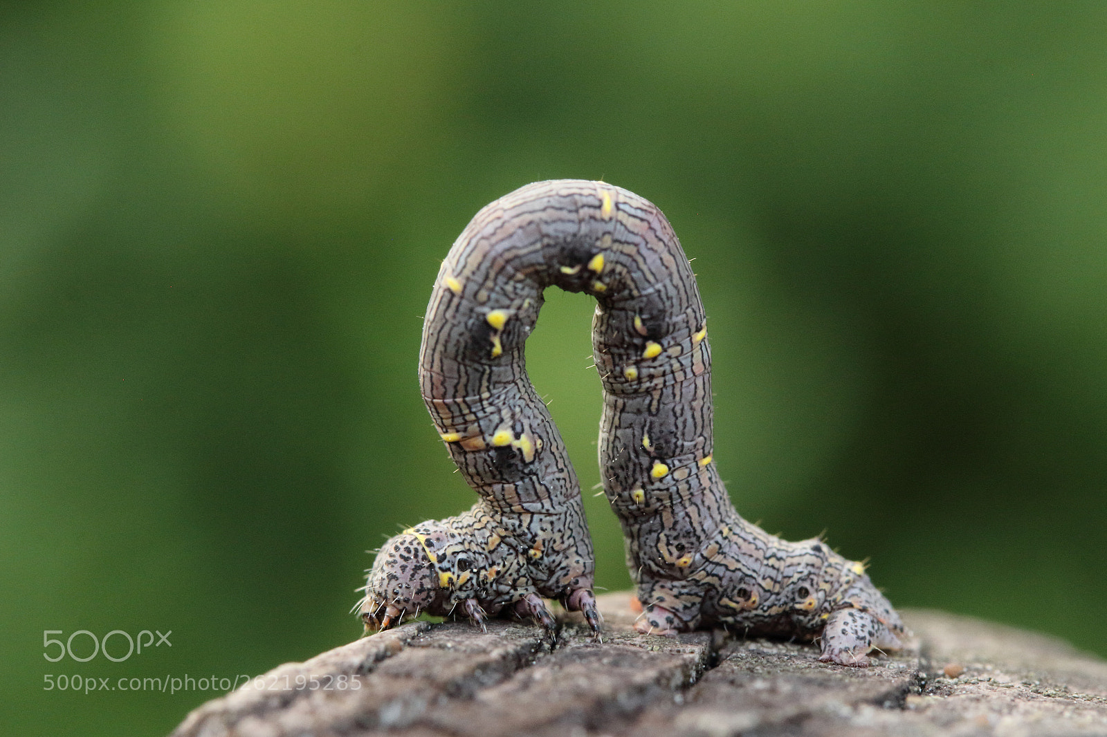 Canon EOS 60D sample photo. Spannerraupe photography