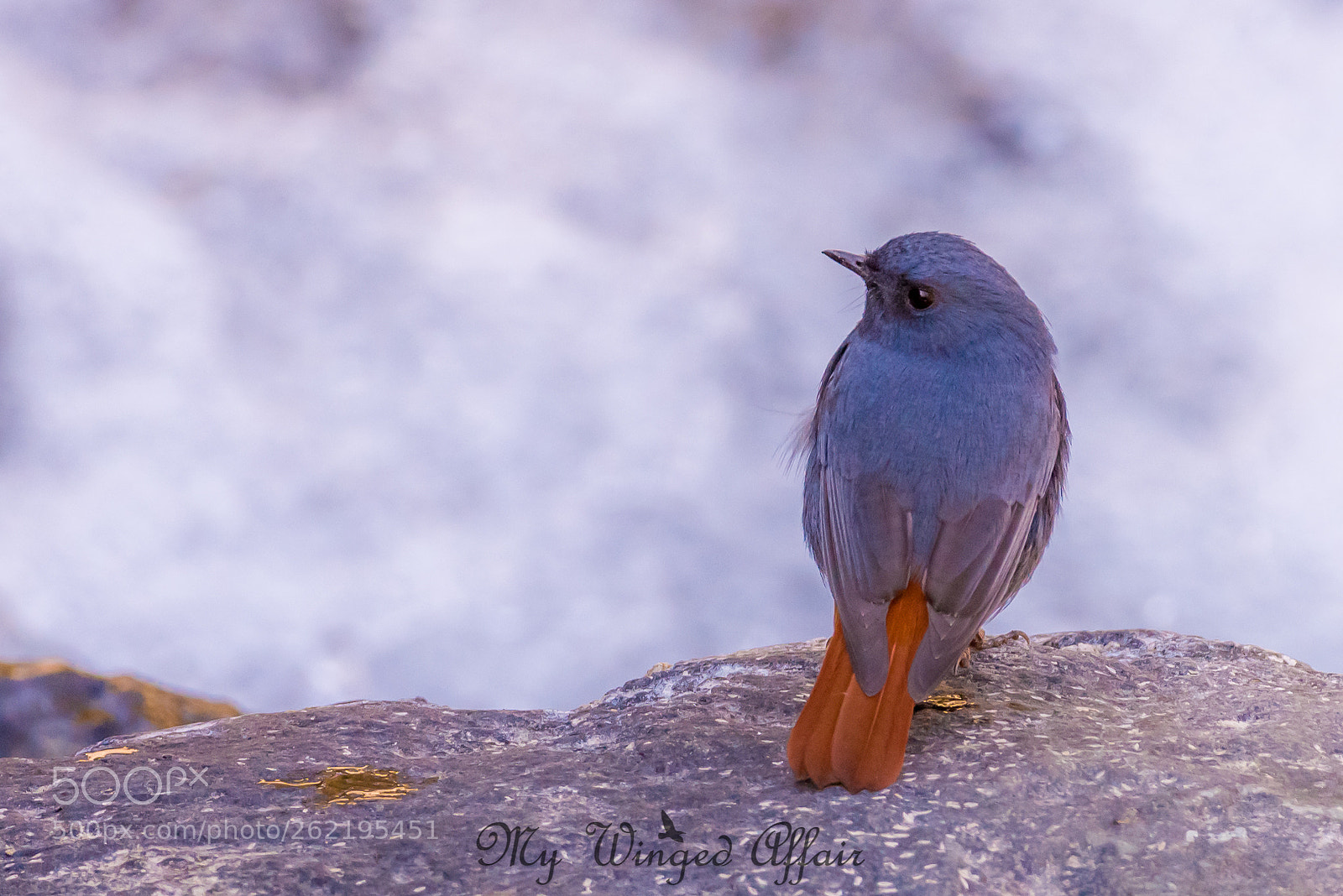Nikon D610 sample photo. Plumbeous water redstart (male) photography